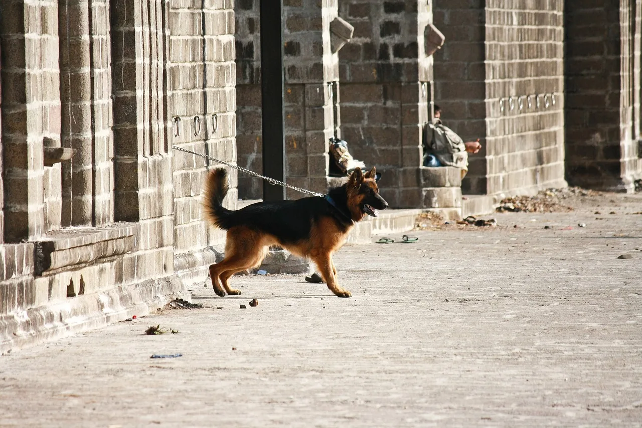 Déroulement Sécurité cynophile (Maîtres-chiens)
