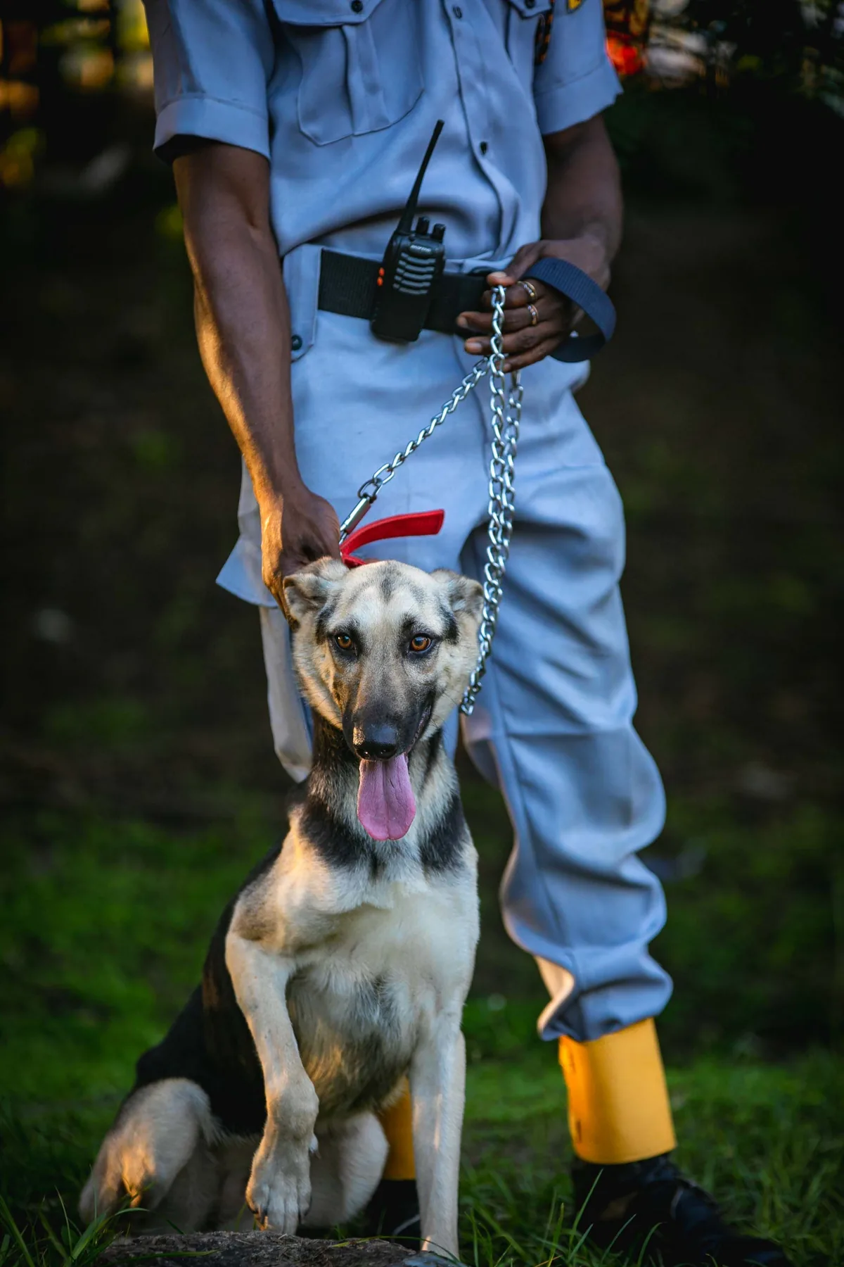 Formation maître-chien & conduite de chien de sécurité